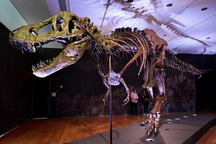 [FOTOS] ¿Quieres un dinosaurio? Subastarán esqueleto de un T-Rex en Nueva York