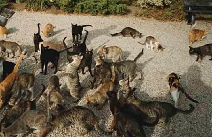 “No han visto la luz del sol”: rescatan 120 gatos de un departamento en España