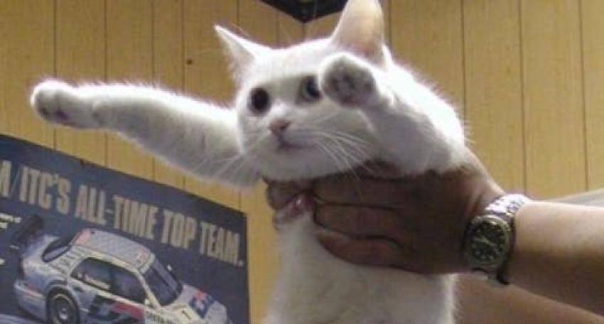 Muere "LongCat", famoso gato de 65 centímetros protagonista de memes en internet