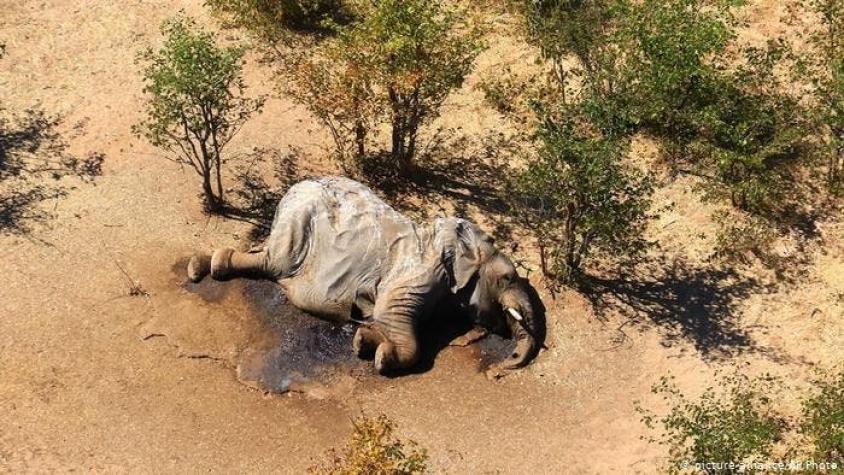 Una cianobacteria fue la causante de la muerte de cientos de elefantes en Botsuana