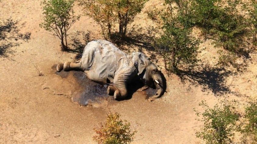 Resuelven el misterio de la muerte de cientos de elefantes en Botsuana