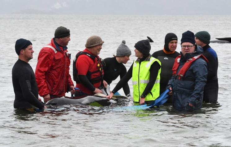 Operación a contrarreloj para salvar a más de 180 ballenas varadas en Australia