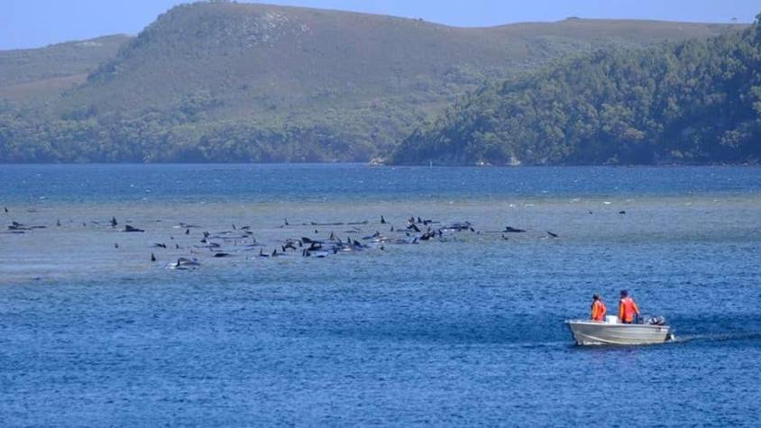 La carrera contra el reloj para salvar de la muerte a centenares de ballenas varadas en Australia