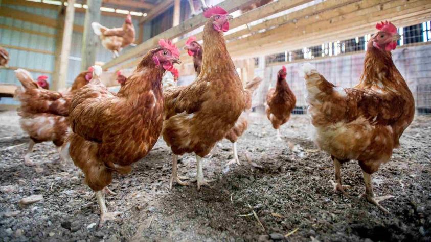 Misterio resuelto: SAG aclara el origen de la masiva muerte de gallinas en Santa Juana