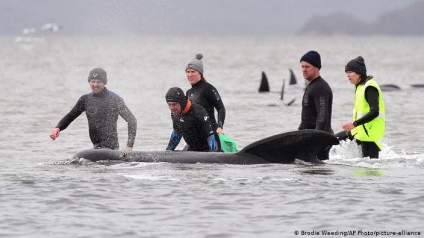 Al menos 380 ballenas murieron varadas en el sur de Australia