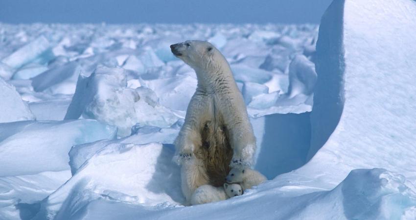 Nuevo récord de frío en el Ártico: ¿Por qué recién ahora se considera una temperatura de 1991?