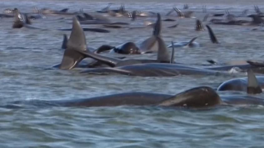 [VIDEO] Desesperado intento por salvar a ballenas varadas: al menos 380 ya murieron