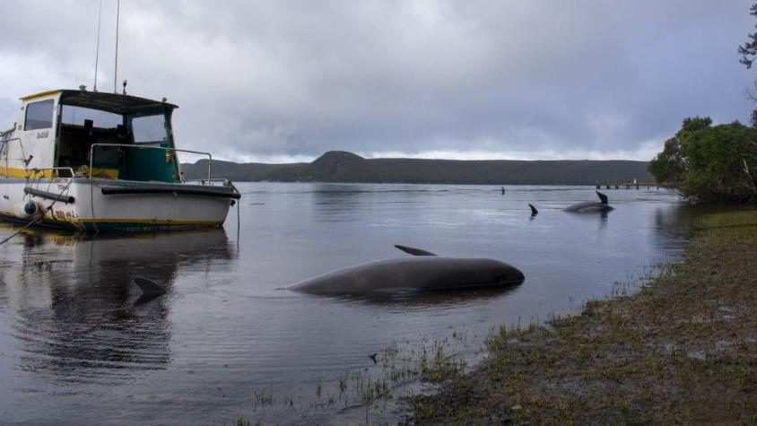 Al menos 380 murieron: Se desvanece la esperanza de salvar a más ballenas varadas en Australia