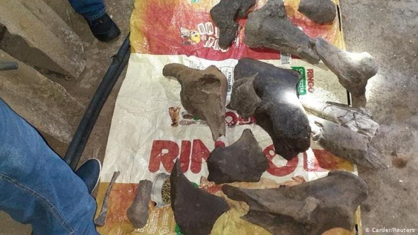 Mineros buscaban oro y encontraron fósiles de un mastodonte extinto hace 10 mil años