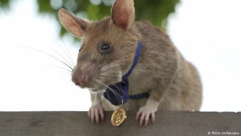 [VIDEO] Una medalla de oro para Magawa: la rata que fue premiada por detectar minas