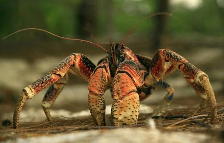 [VIDEOS] Horda de cangrejos gigantes invaden una parrillada atraídos por el olor a comida