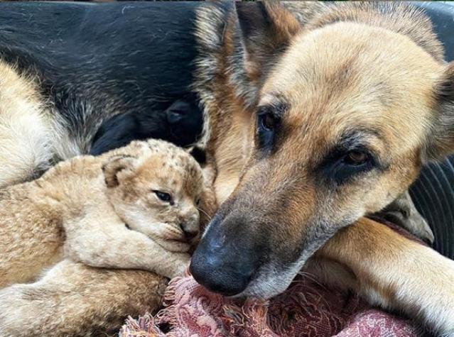 [VIDEO] Una perra adopta dos cachorros de león luego que su madre los rechazara