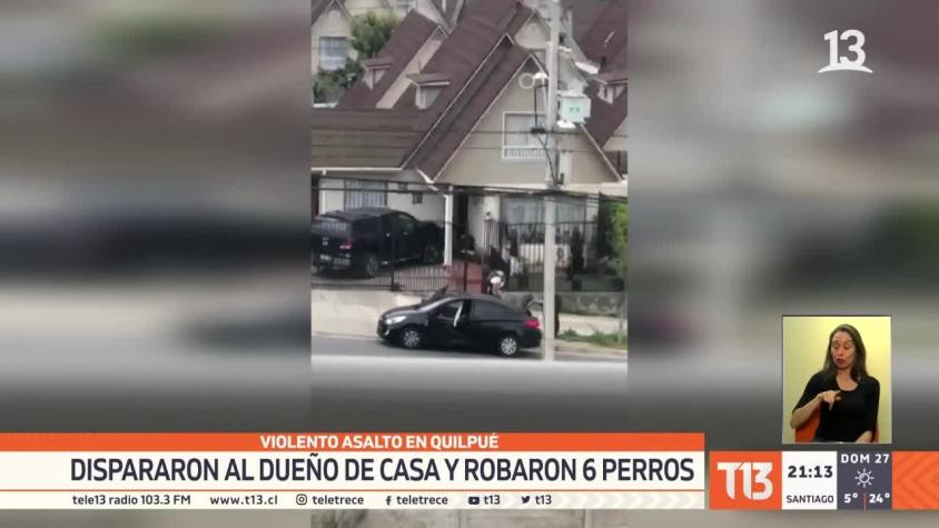 [VIDEO] Violento asalto en Quilpué: Dispararon al dueño de casa y robaron seis perros
