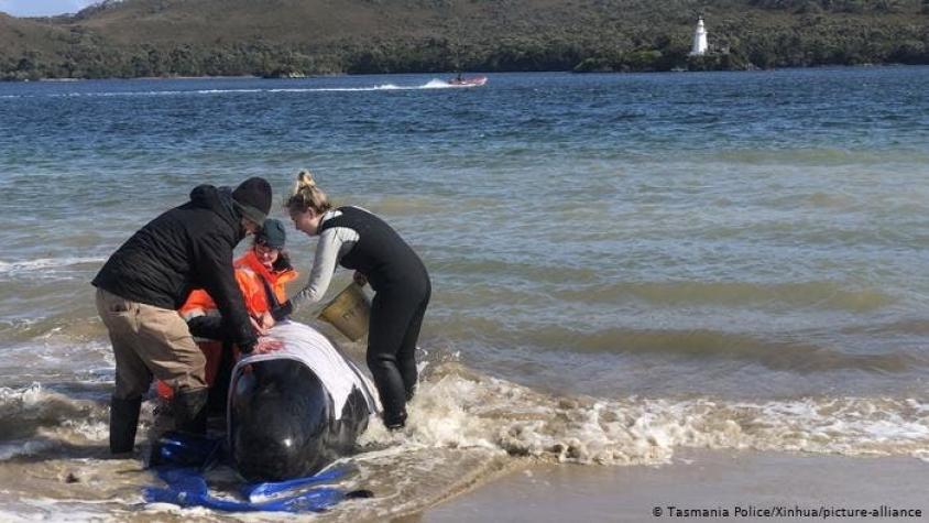 Australia rescata a las últimas veinte ballenas varadas en Tasmania