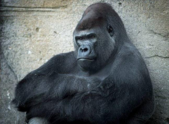 Gorila de 200 kilos deja con fracturas expuestas a su cuidadora tras atacarla en zoológico