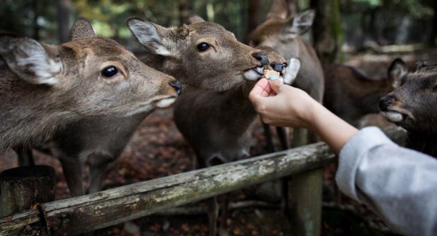 Sin turistas y mal acostumbrados: Ciervos de Japón están desnutridos pese a tener comida