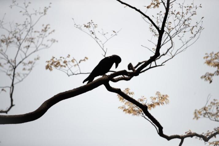 Estudio revela que los cuervos tienen un nivel de conciencia hasta ahora solo visto en primates