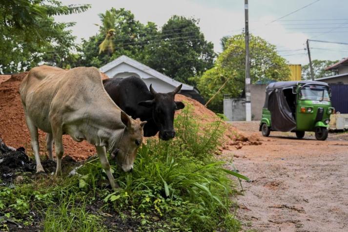 Sri Lanka prohibirá el sacrificio de ganado vacuno