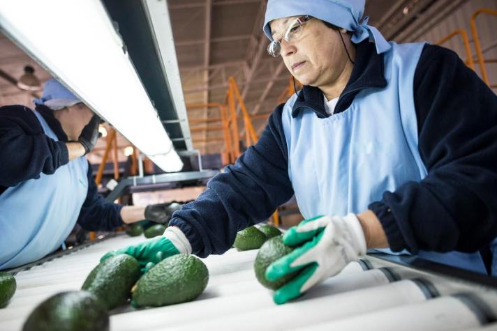 Palta chilena alcanza su mayor cifra de exportación en 10 años: se prepara para entrar a Corea