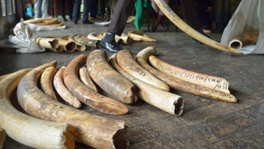 Decomisan 118 colmillos de elefante en Camerún