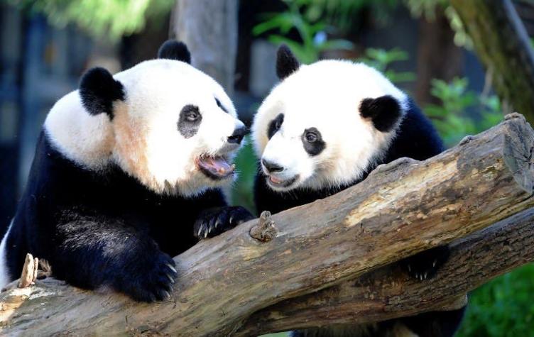 [VIDEO] Registran por primera vez el apareamiento de pandas salvajes
