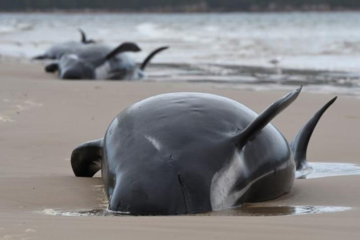 Ecologistas tratan de salvar a 25 ballenas varadas en Nueva Zelanda