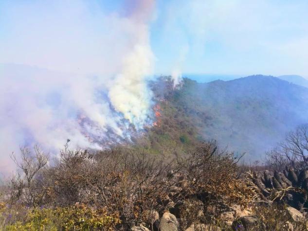 Al menos 70 hectáreas de vegetación consumidas por el fuego en incendio forestal en Zapallar