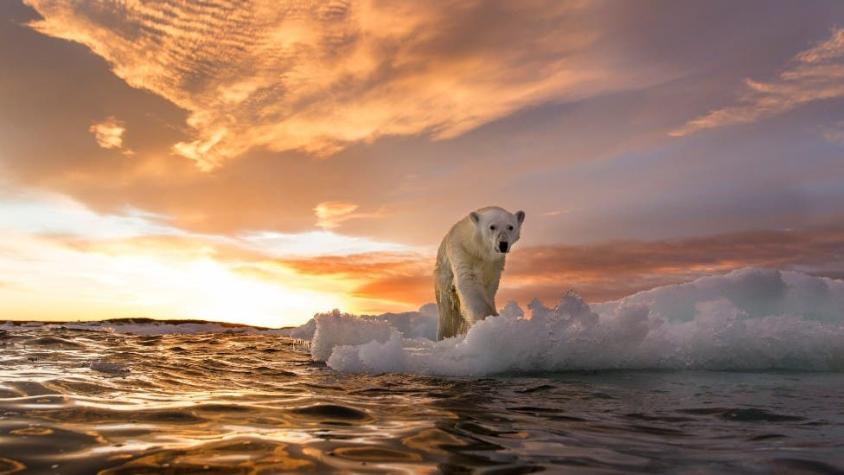 El audaz plan para salvar el Ártico con vidrio