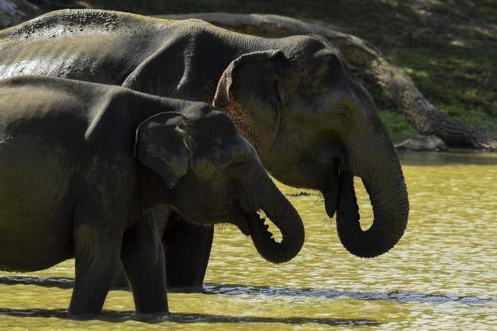 Preocupación Mundial: Captan a elefantes buscando comida en la basura