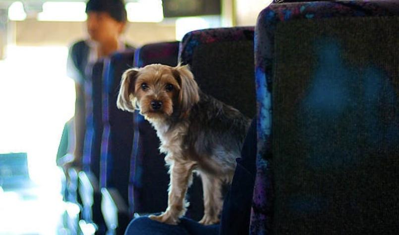 Pullman Bus implementará servicio para poder viajar con mascotas en los "asientos para humanos"