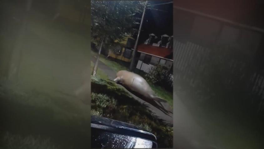 [VIDEO] Elefante marino se paseó por las calles de Puerto Cisnes