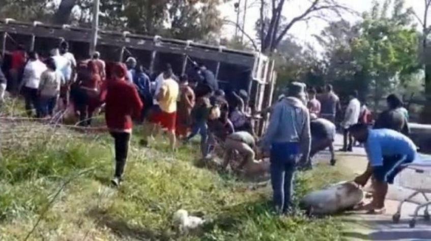 Argentinos faenaron más de 10 cerdos en plena calle tras caída de los animales desde un camión