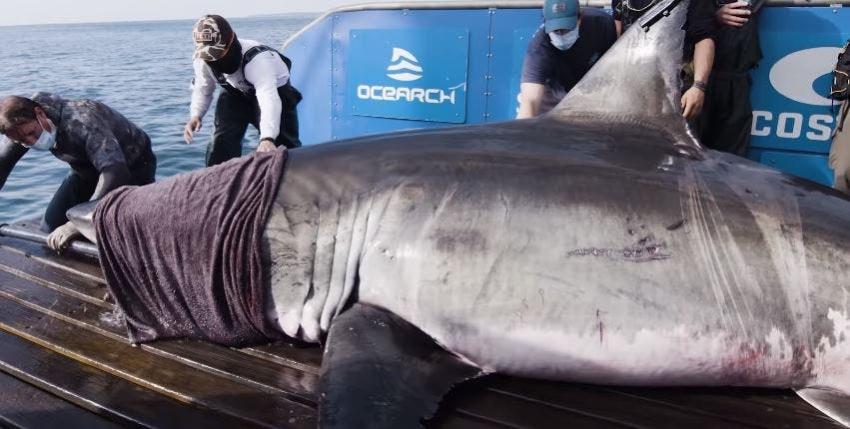 "Reina del océano": científicos descubren tiburón de 1,6 toneladas y lo marcan en peligrosa maniobra