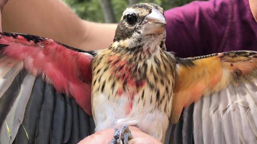 [FOTOS] Descubren un ave mitad hembra-mitad macho en Pensilvania