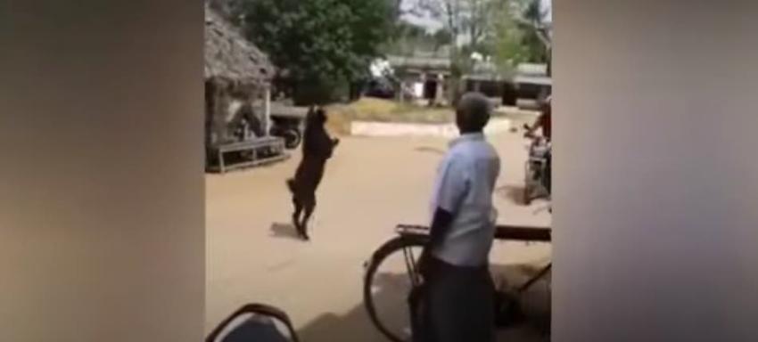[VIDEO] Insólito registro de una cabra caminando en dos patas en medio de un pueblo