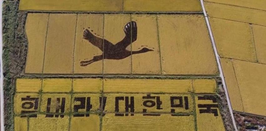 [VIDEO] En Corea del Sur, los arrozales se convierten en obras de arte