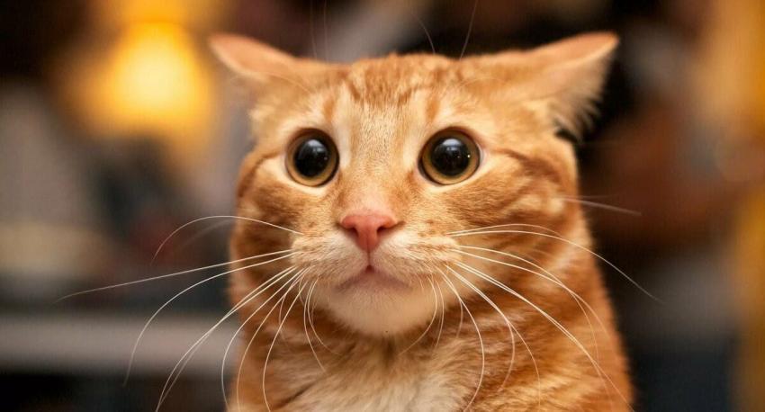 La desconcertante "ilusión óptica" de un gato que se volvió viral en redes sociales