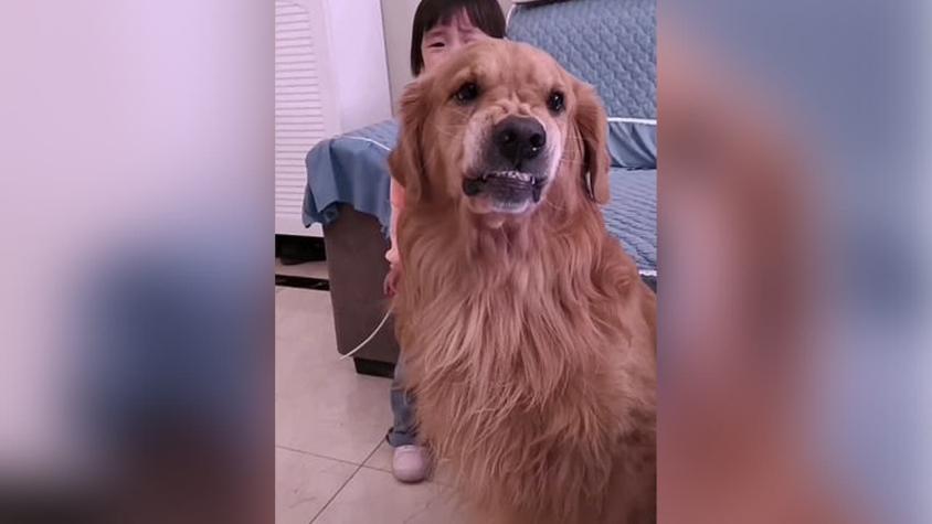 [VIDEO] Perro se hace viral tras defender a su pequeña dueña mientras su madre la reta
