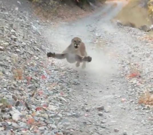 [VIDEO] Los angustiantes minutos de un senderista que fue perseguido por un puma