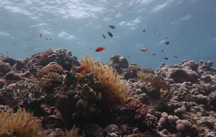 Estudio alerta que la mitad de los corales de la Gran Barrera desaparecieron en los últimos 25 años