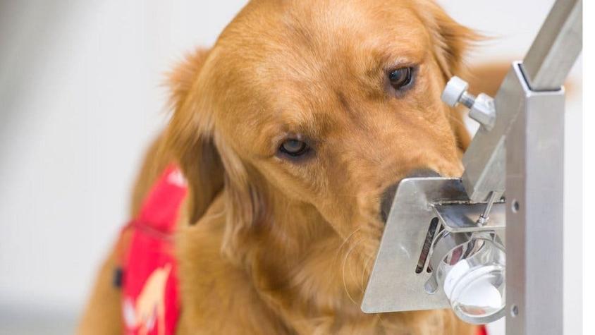 Síntomas de COVID-19: cómo los perros pueden detectarlos 5 días antes de que empiecen