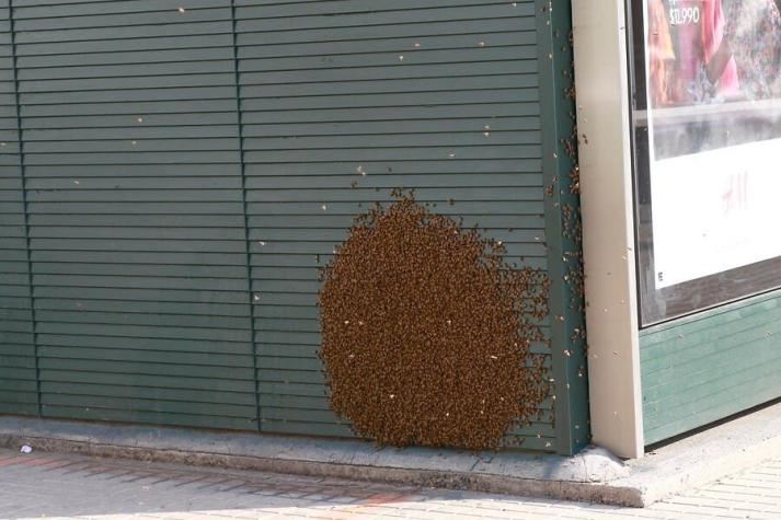 Rescatan enorme panal de abejas en calles de Las Condes