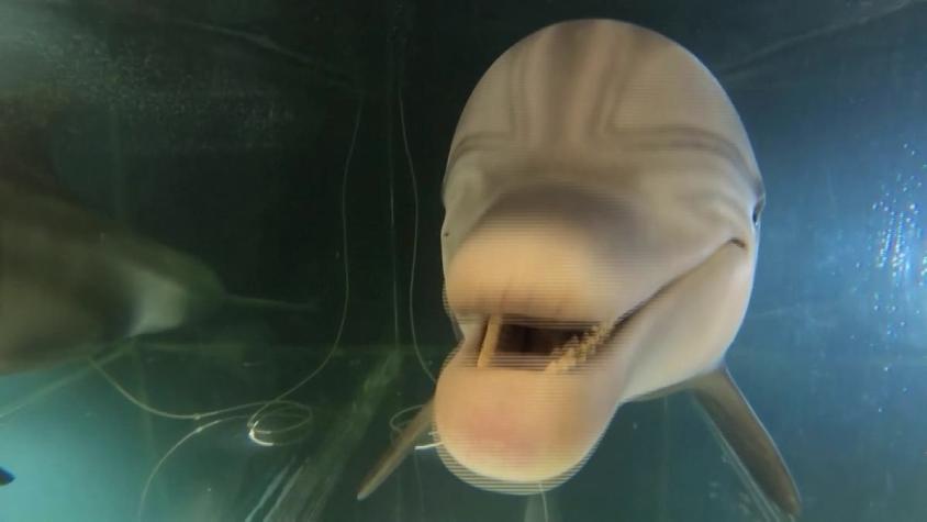 [VIDEO] Crean impresionante "delfín robot": se mueve y pesa como uno real