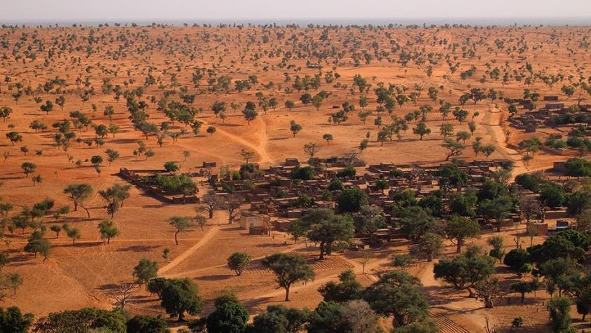 El increíble hallazgo de cientos de millones de árboles en el desierto del Sahara
