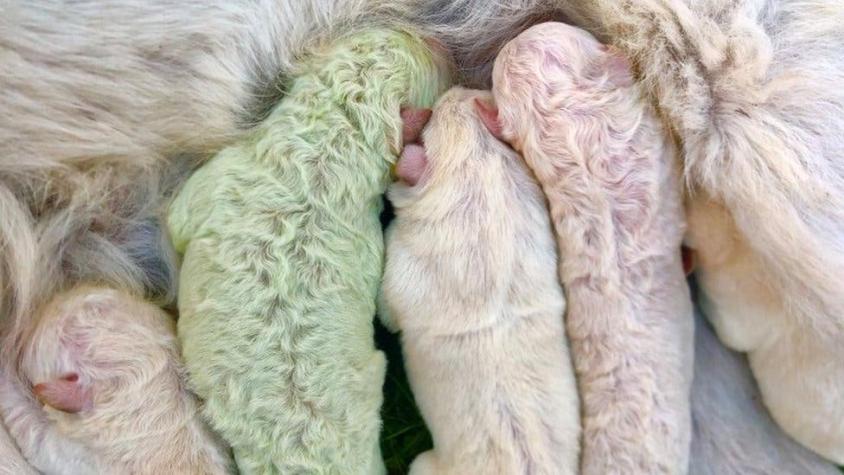 "Pistacho", el raro perrito verde que nació en Italia