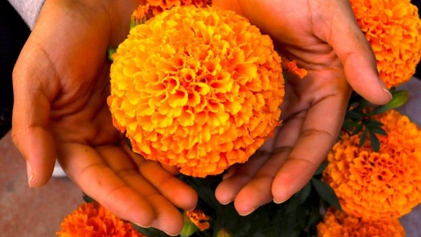 Día de Muertos: cuál es el origen y significado de la flor de cempasúchil, la reina de los altares