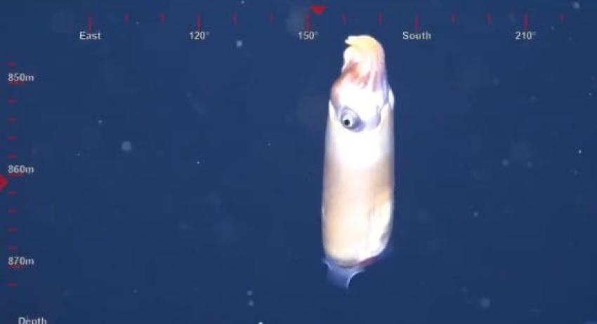 [VIDEO] Captan por primera vez imágenes de un extraño calamar