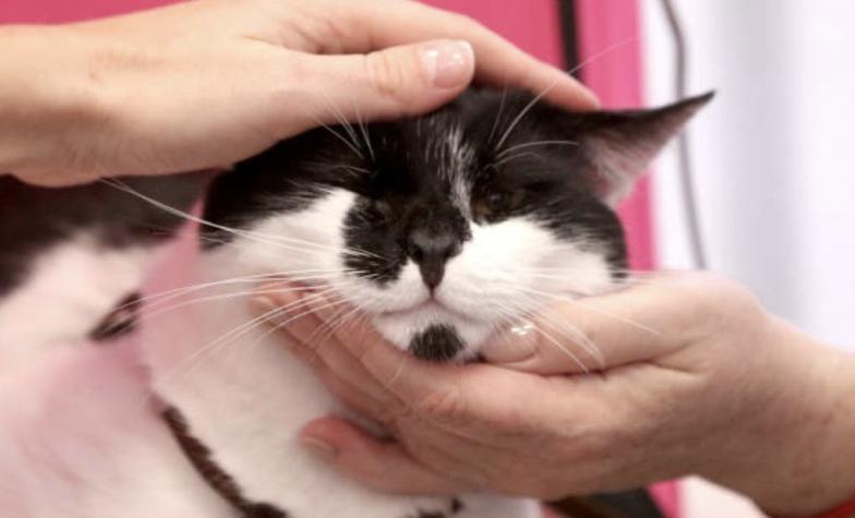 EE.UU.: un gato se extravía y aparece a la semana a más de 4 mil kilómetros de su hogar