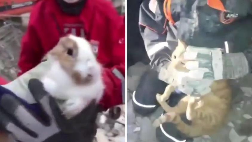 [VIDEO] Rescatan a conejo y gato de los escombros de edificios colapsados en Turquía por terremoto
