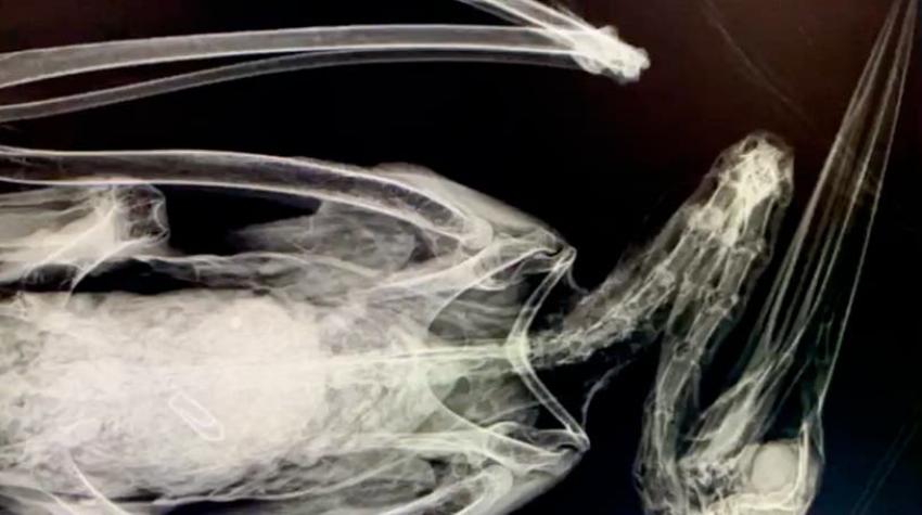 [VIDEO] Las crudas imágenes de una cigüeña muerta por comer elásticos de goma